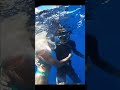 When He Shows The Shark Dominance Blue Eco Tours Hawaii Oahu Northshore Diving Todo Itinerary