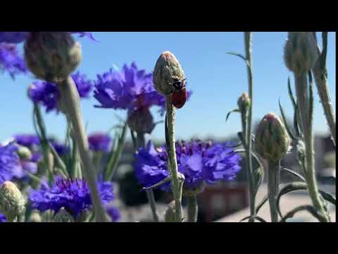 Cornflower Centaurea cyanus Asteraceae How To Grow & Uses