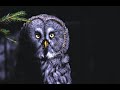 Relaxing Soothing Sounds Captured In The Forest With Scops Owl Otus Scops Owl Sound Calls