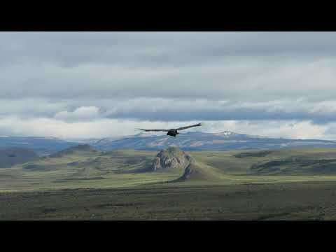 Andean Condor in Chile