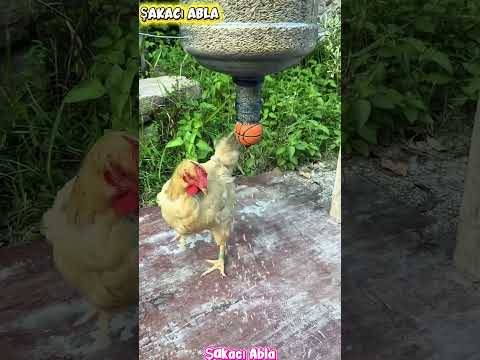 🐔 Zengin Tavuğun Yem Makinesi vs Fakir Tavuğun Yem Makinesi! 😂