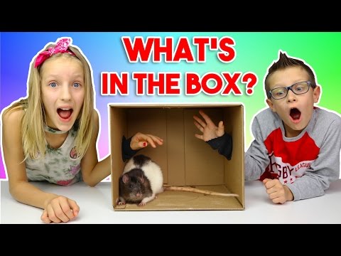 What's in the BOX Challenge!!!!!!