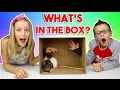 What's in the BOX Challenge!!!!!! What's in the BOX Challenge!!!!!!