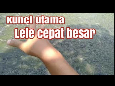 download lagu mp3 mp4 Rahasia Lele Cepat Besar, download lagu Rahasia Lele Cepat Besar gratis, unduh video klip Rahasia Lele Cepat Besar