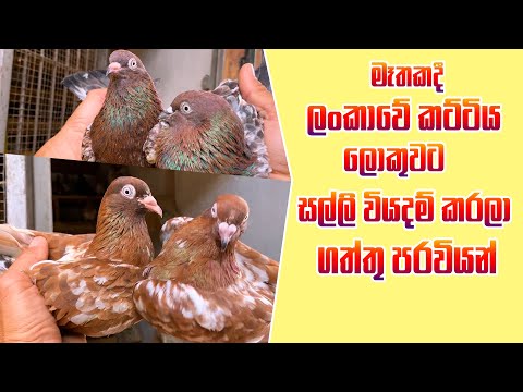 මෑතකදී ලංකාවේ කට්ටිය ලොකුවට සල්ලි වියදම් කරලා ගත්තු පරවියන් | Pigeons