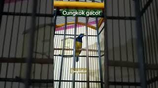 Download lagu pancingan cungko bahan agar cepat GACOR dan emosi masteran favorit untuk murai batu indonesia mp3