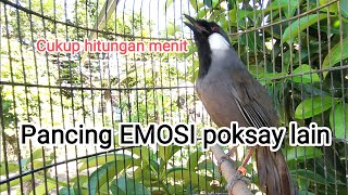 Download lagu HONGKONG POKSAY Bird Masteran!! A powerful bait for lazy poksay Sounds.. mp3 Download lagu HONGKONG POKSAY Bird Masteran!! A powerful bait for lazy poksay Sounds.. mp3