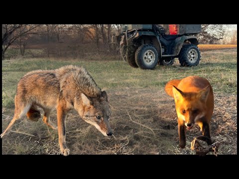 Epic K9 Trapping 2026