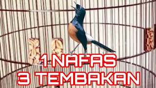 Download lagu SUPER KEREN !! MURAI GACOR 1 NAFAS 3 TEMBAKAN mp3