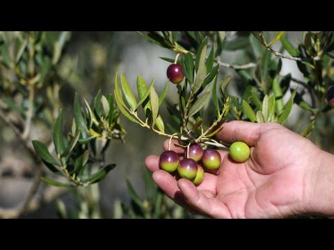 Ova sorta masline se može uzgajati na kopnu, otporna je na hladnoću - saznajte kako je uzgajati