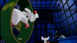 Pinky and The Brain Intro