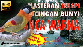 Download lagu Suara Burung Panca Warna Betina Ampuh Untuk Pancingan Bunyi mp3 Download lagu Suara Burung Panca Warna Betina Ampuh Untuk Pancingan Bunyi mp3