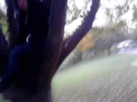 epetion ki monte sur larbre