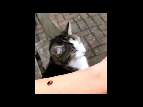 Cat Eats Ladybug