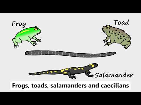 Amphibians by Peter Weatherall