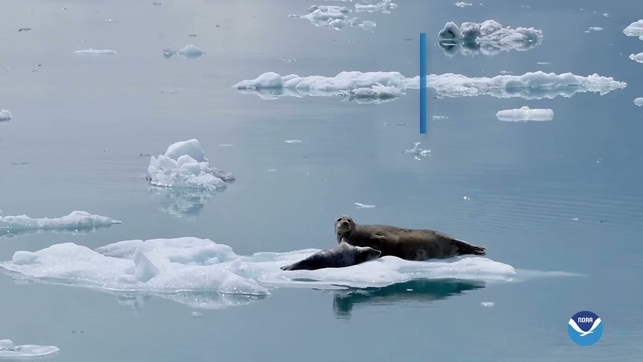Arctic Report Card 2024 - Trailer