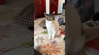 #cat #cute #catvideo #cutecat #funnyvideo #funny #pets