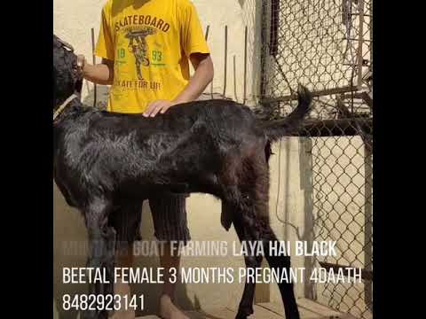 muntasir goats farming 8482923141