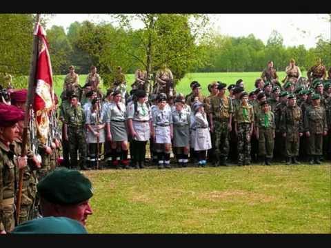 harcerska szara lilijka