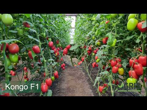 Kongo F1 - Cultura de tomate roz în jud. Galați, loc. Matca, la domnul Stan Costel