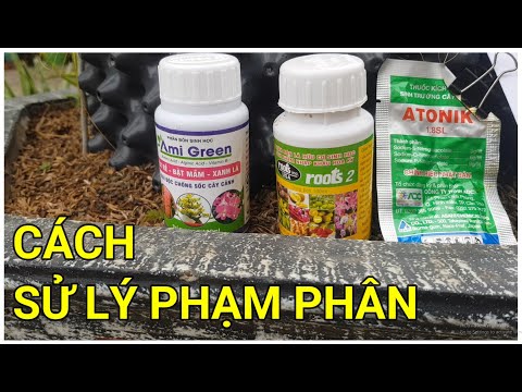 🔴 QBS22183 - CÁCH SỬ LÝ CÂY MAI BỊ PHẠM PHÂN, DƯ PHÂN | CÂY MAI BÓN DƯ THỪA PHÂN THUỐC SỬ LÝ THẾ NÀO