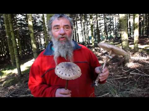 Mushroom Season 2015, Review/ Expert Sten Larris/ Denmark, Europe