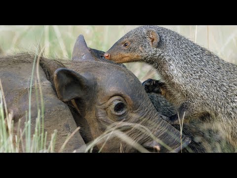 Roboter-Warzenschwein von Mungo gepflegt