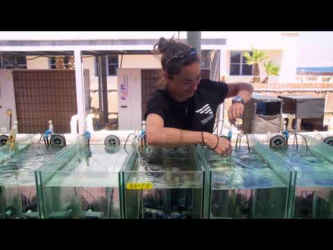 Red Sea Simulator - Jessica Bellworthy & Maoz Fine