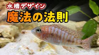 【実践】美しいアクアリウムレイアウトには基本がある/黄金比によるバランス重視の熱帯魚水槽