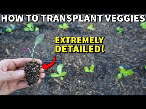 Complete Guide To TRANSPLANTING SEEDLINGS For Beginners: VERY DETAILED!