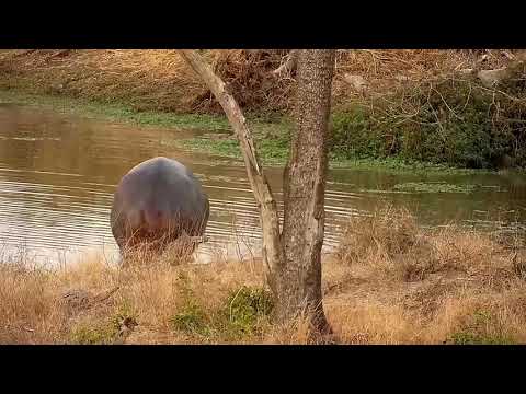 Djuma: Hippo gets out of dam to mark, then goes back in - 17:40 - 08/06/21