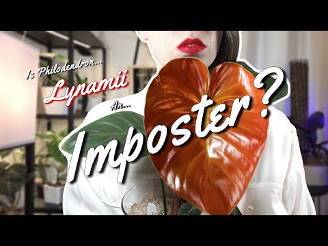 Is Philodendron Lynamii an Imposter?