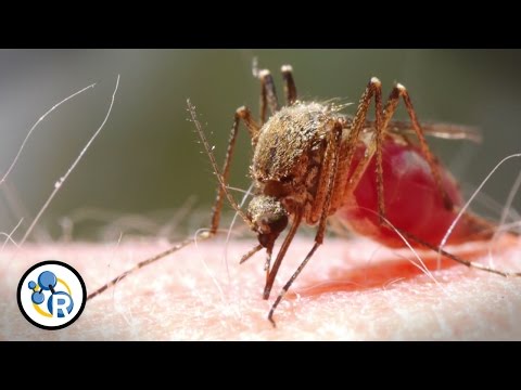 Zika, Mosquitoes and How to Not Get Bitten