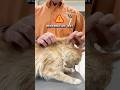 ⛺️Cat Dehydration Skin Tent Test #cathealth #petcare #catowner #pethealth #catcare #catlovers