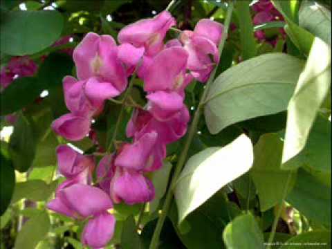 NECAT İDE-AŞIK OLDUM ALLAHA.