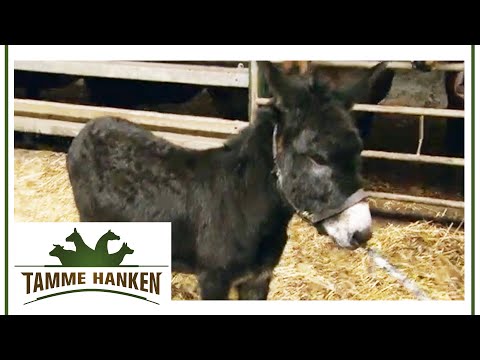 Tamme helps with buying a donkey - negotiating skills are tested | Tamme Hanken | Kabel Eins