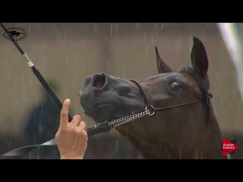 N.8 EL GOTTA - Polish Nationals 2018 - Yearling Fillies (Class 1A)