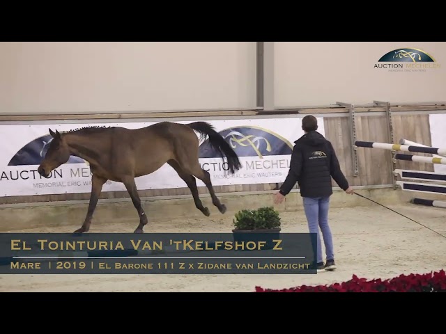 El Tointuria van 't Kelfshof Z