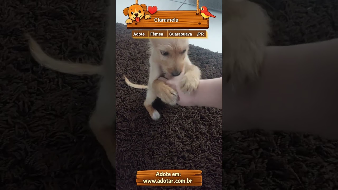 Cachorro raça SRD-ViraLata idade 2 a 6 meses nome Claramela