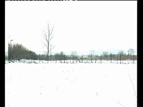 Strna žita u Pomoravlju        31.01.2017.