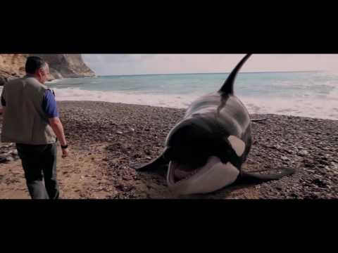 The Lighthouse Of The Whales (2016) Trailer