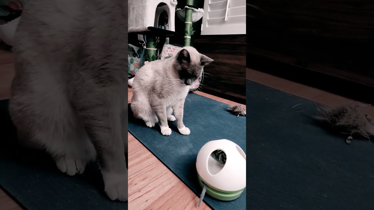 Enlarge Luca, a Adoptable mixed breed in Mt View, CA video 6/6