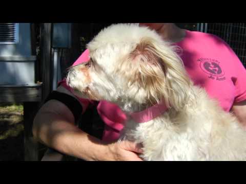 Princess Dani, an adopted Poodle Mix in Houston, TX_image-1