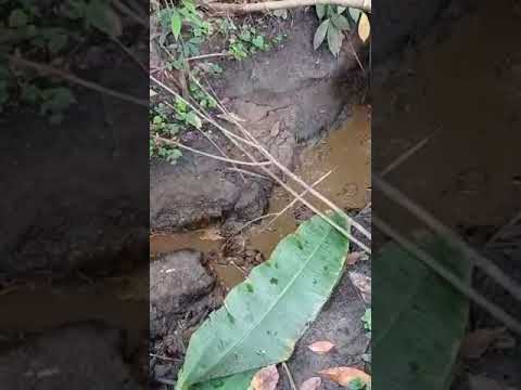 Pollution de l'environnement à Babadougou