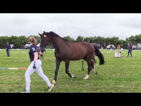 Holsteiner Fohlenschau Föhr 2024 | SF | Escamillo x Aljano x Carpaccio | St. 6681 | ZG Rörden