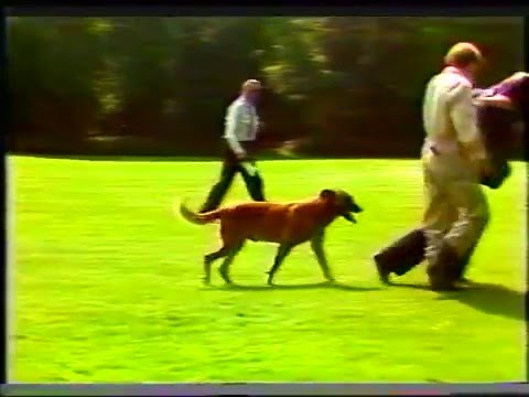 , title : 'Philips Bedrijfsbeveiliging Hondenkampioenschap 1982 DEEL 2'
