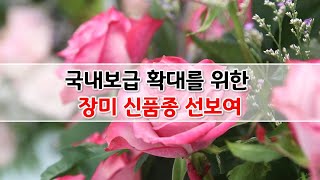 경기도 농기원, 국내보급 확대를 위한 장미 신품종 선보여