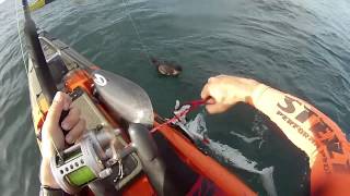 Mutton bird attacking shark