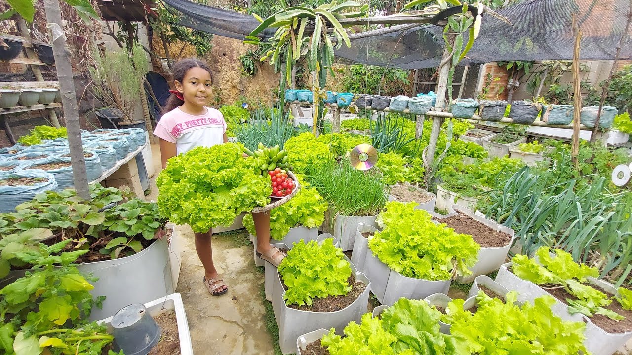 Dia de colheita em minha horta em vasos