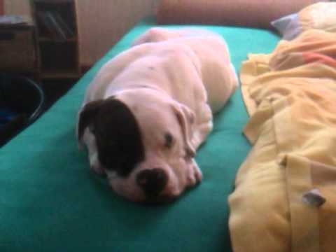 die lotte mein müde bär.mp4